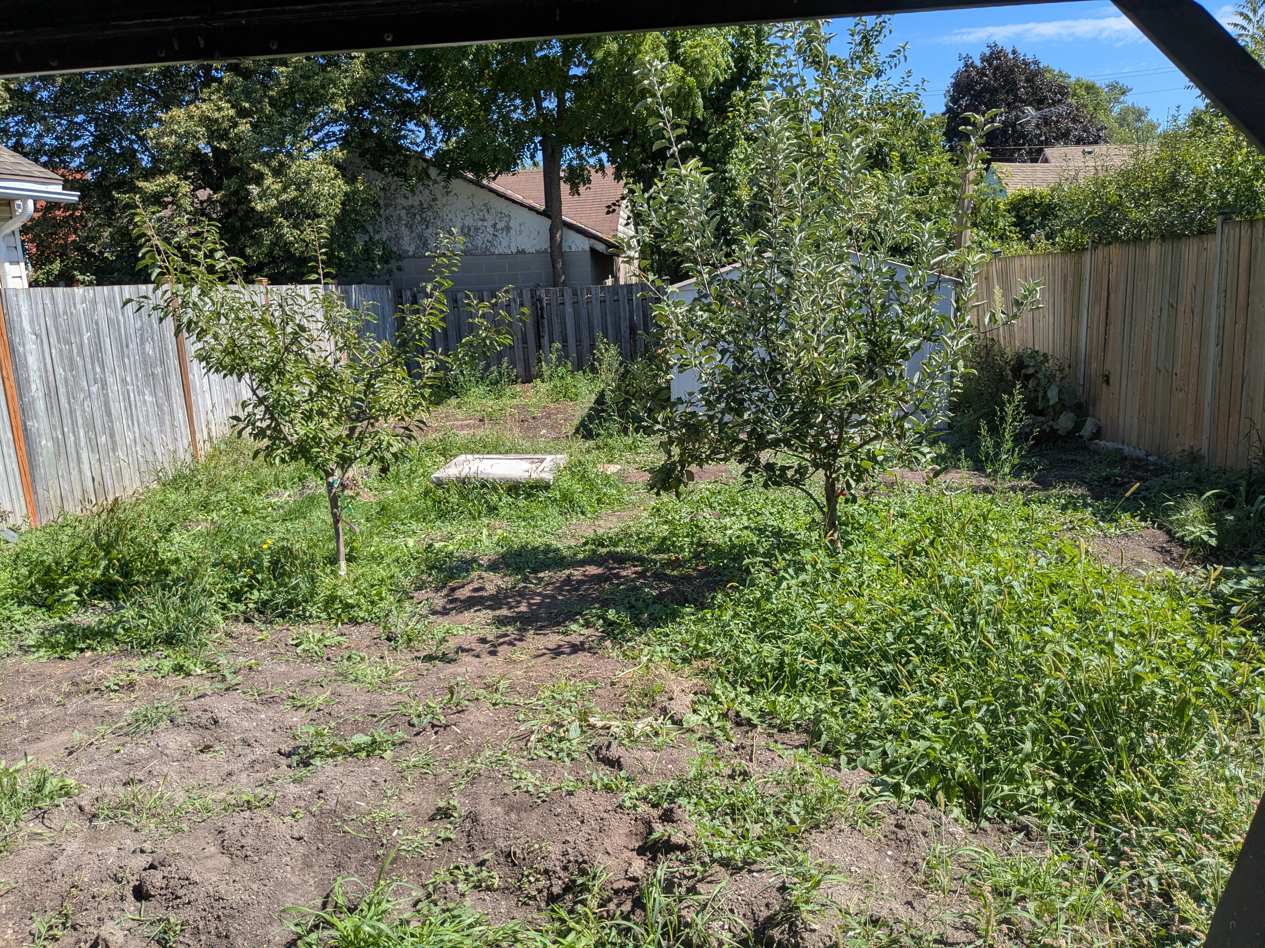Overgrown yard before cleanup in Niagara Region