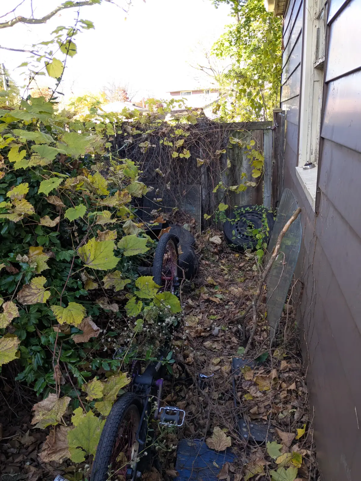 Dense brush and overgrowth before removal